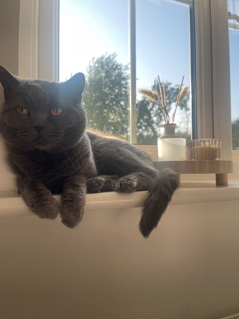 Female British blue cat 