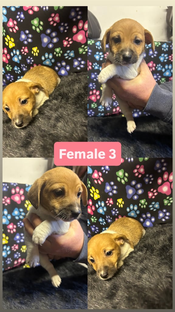 Purebred miniature jack Russel pups