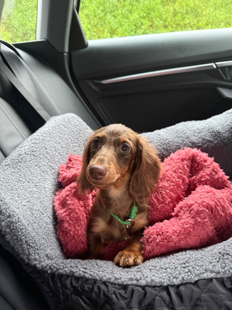 🐶 Long-Haired Miniature Dachshund Puppy – Loving Home Needed 🐶
