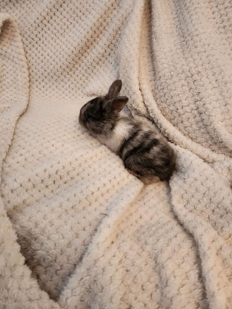 Baby rabbits 