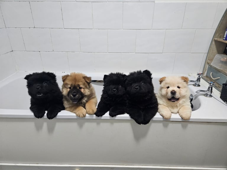 Chow chow puppies 