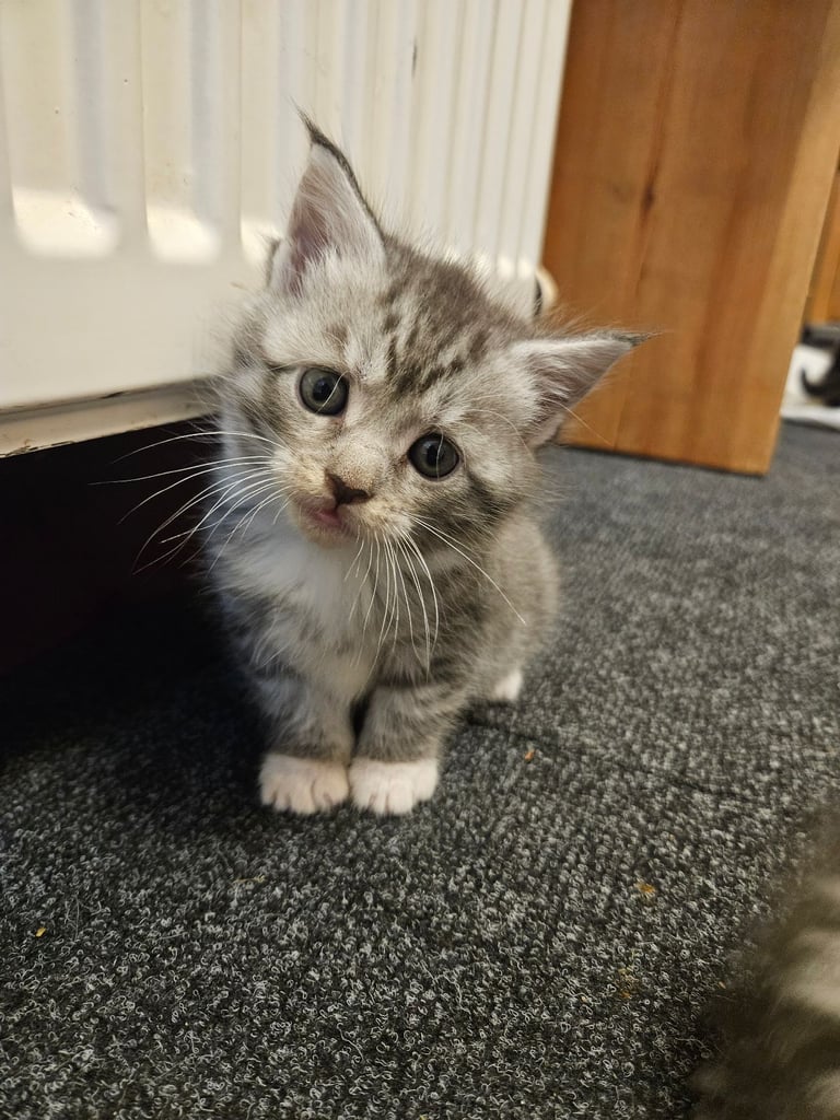 Kittens For Sale - Maine Coon Mother 