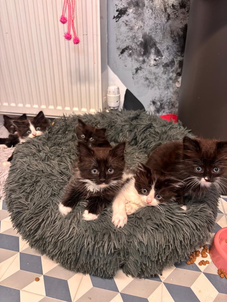 Fluffy kittens for sale
