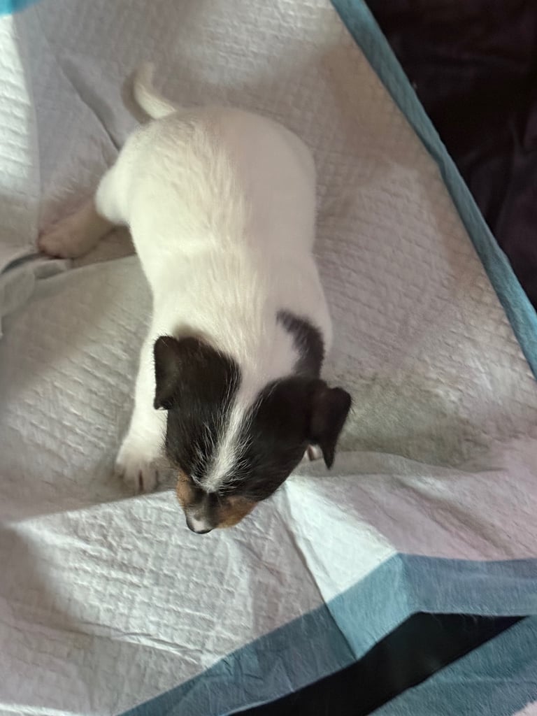Jack Russell puppies 
