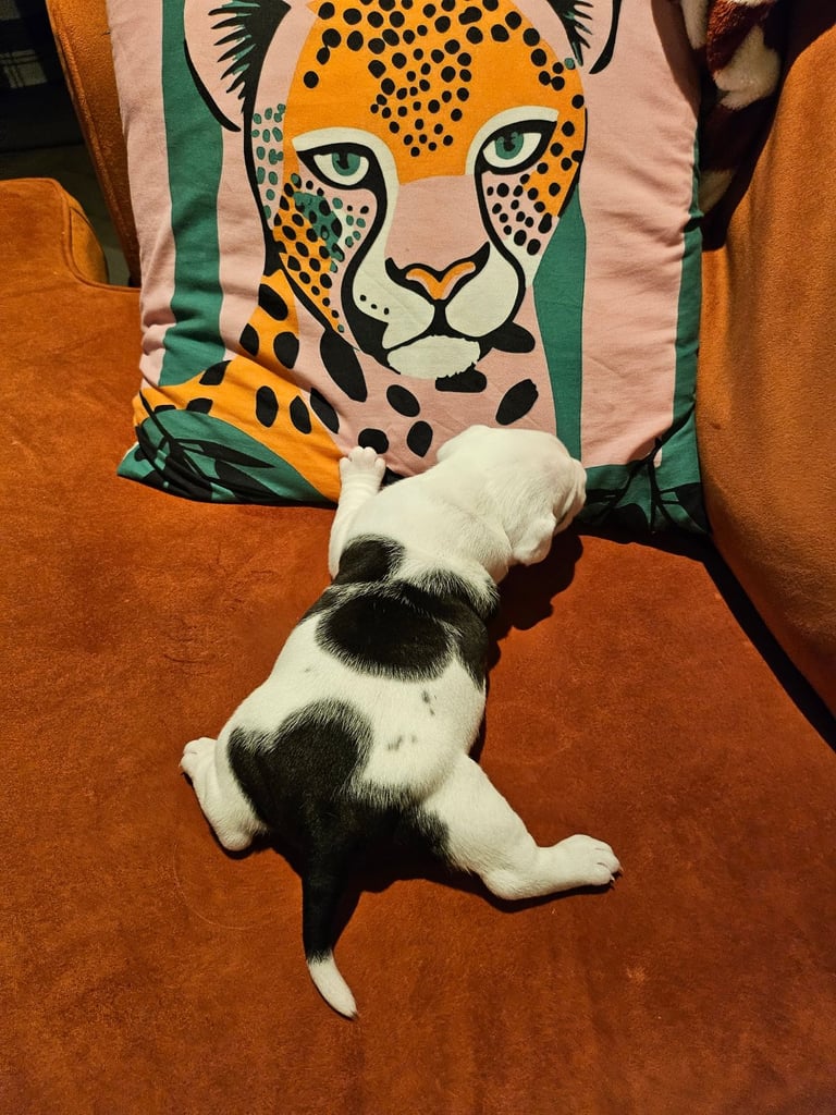 British Bulldog Staff cross (Old Tyme Bulldog)