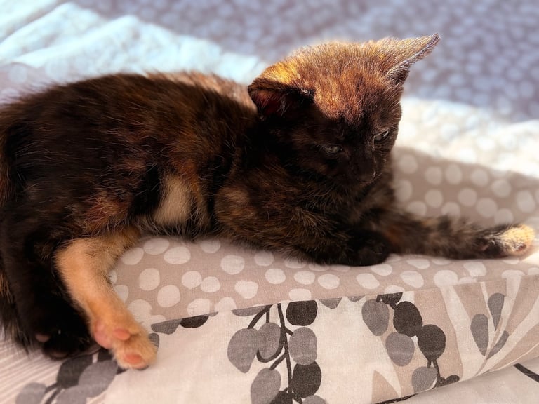 KITTENS ready to go now 