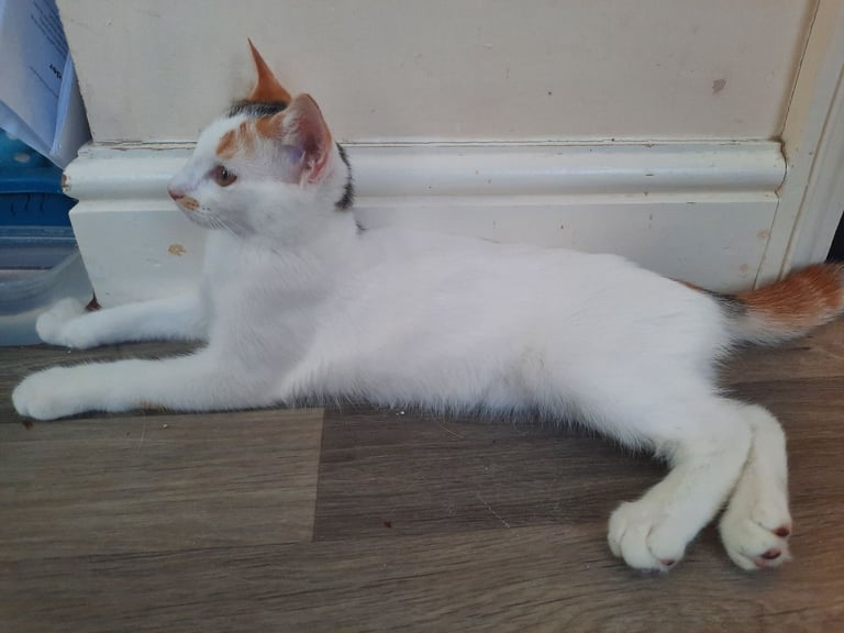 beautiful female kittens, white / tabby, looking for a new home