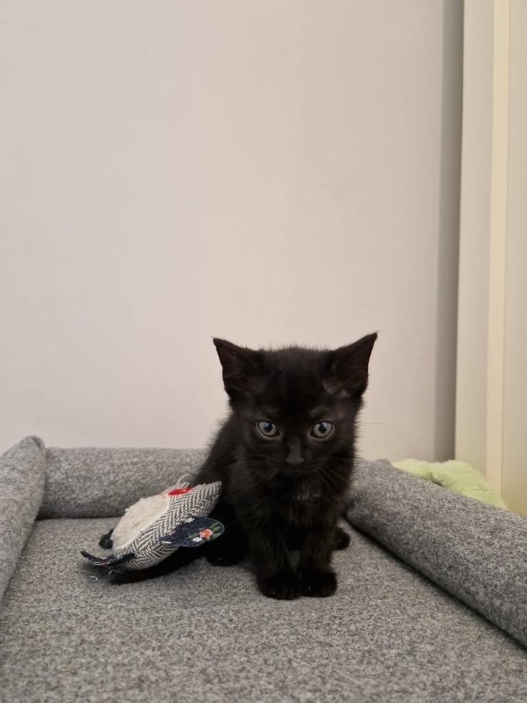 4 adorable kitties for sale