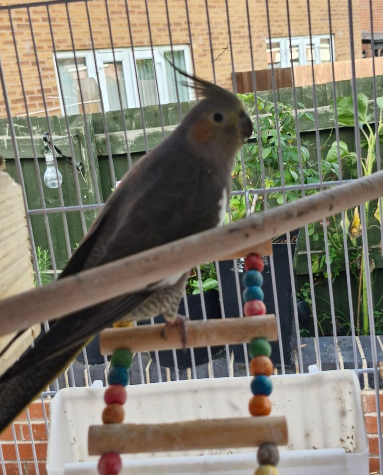 Cockatiel and budgies 