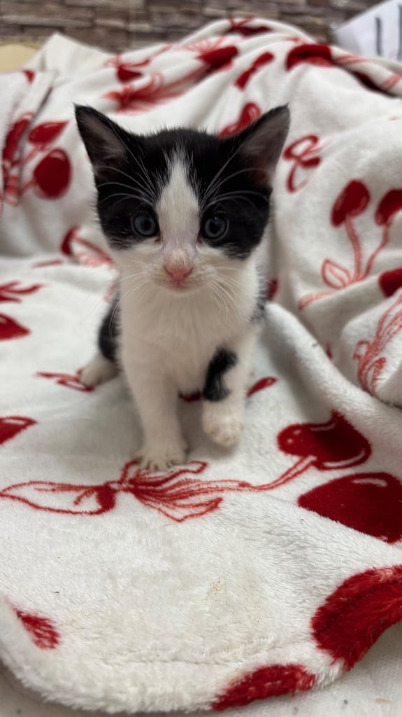 Parent Cat and Kittens for sale