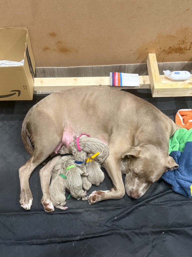 Neapolitan Mastiff X Cane Corso