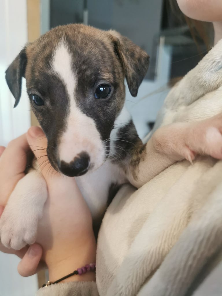 Lovely petite whippets for sale 