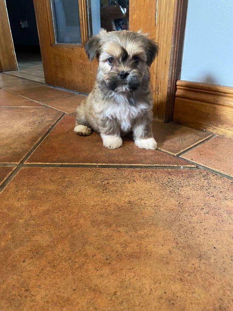 Lhasa apso pups 