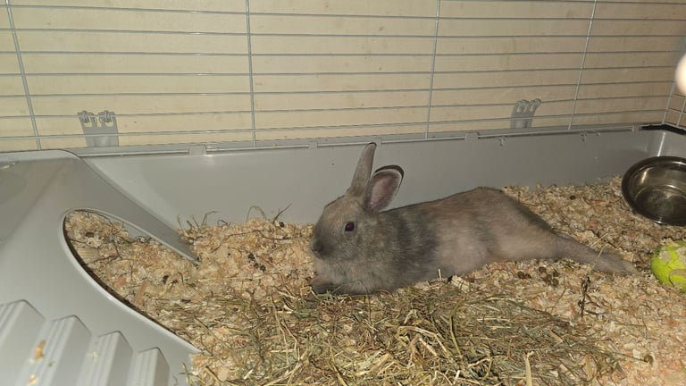 2 Male Rabbit 