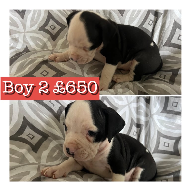 Staffy X cane corso puppies 