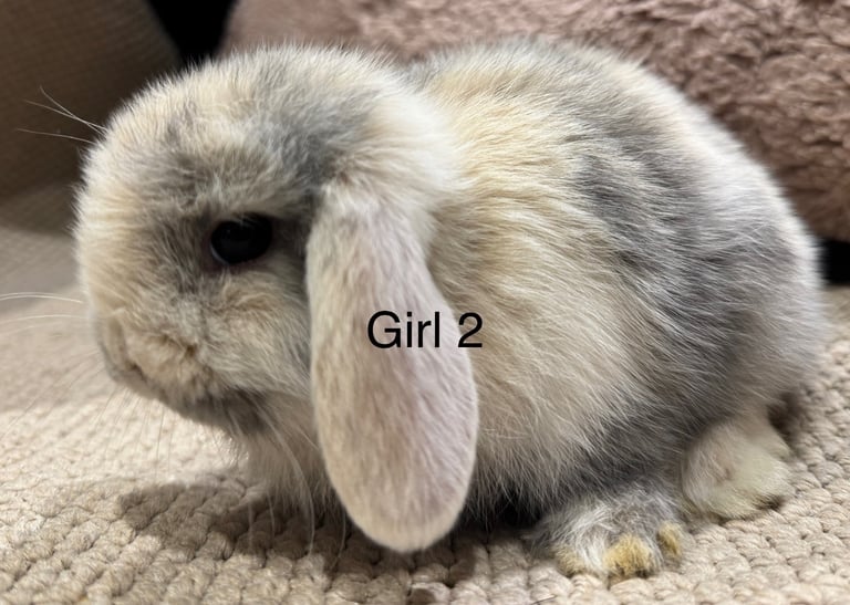 🌸 HARLEQUIN MONI LOPS 🌸 ready to reserve 