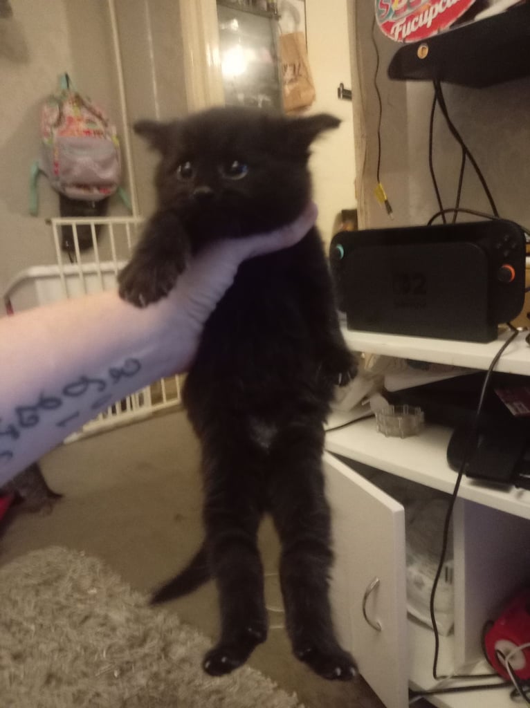 Black fluffy kitten tabby kitten 