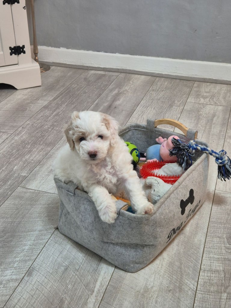 Poochon pups