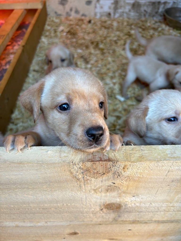 Labrador pups 