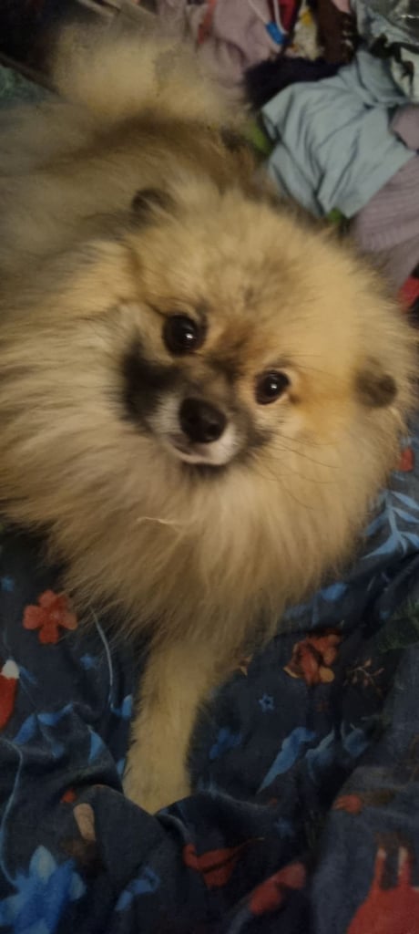 Pomeranian 