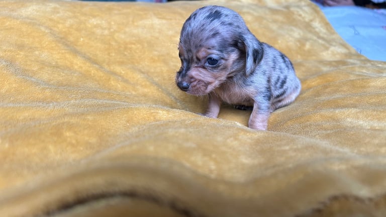 image for Miniature Dachshund 