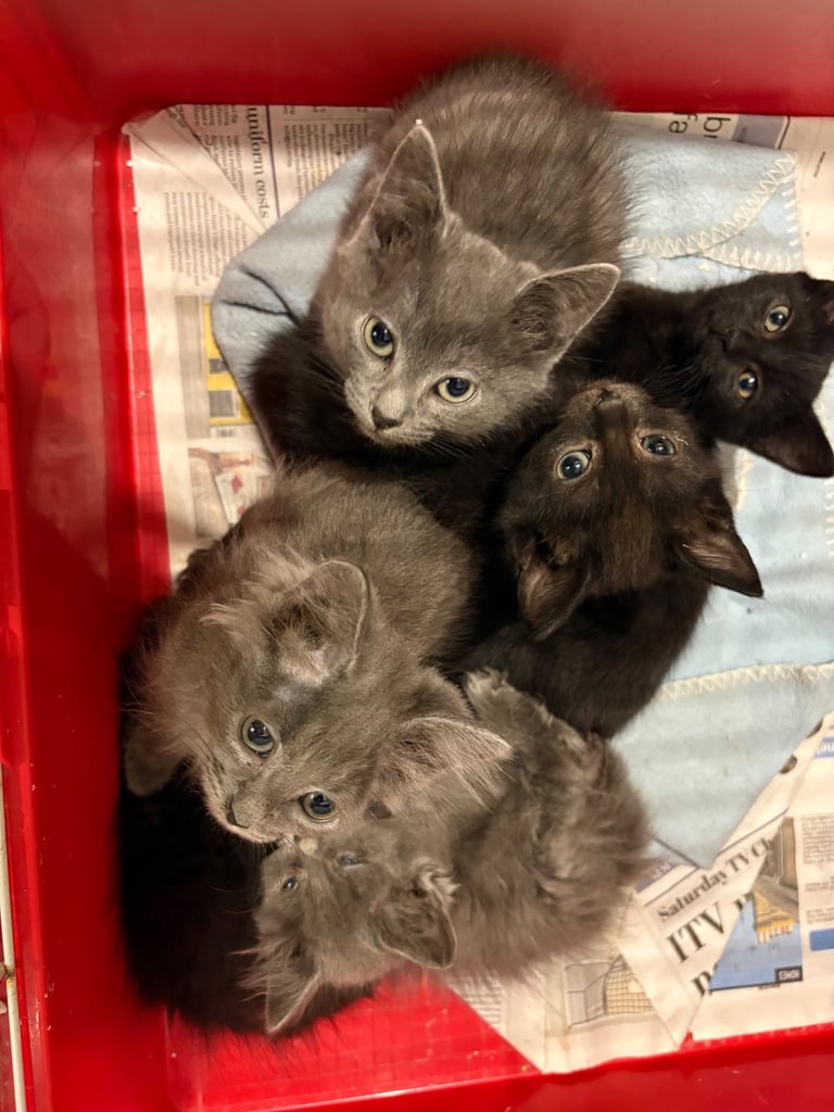 British shorthair cross kittens 