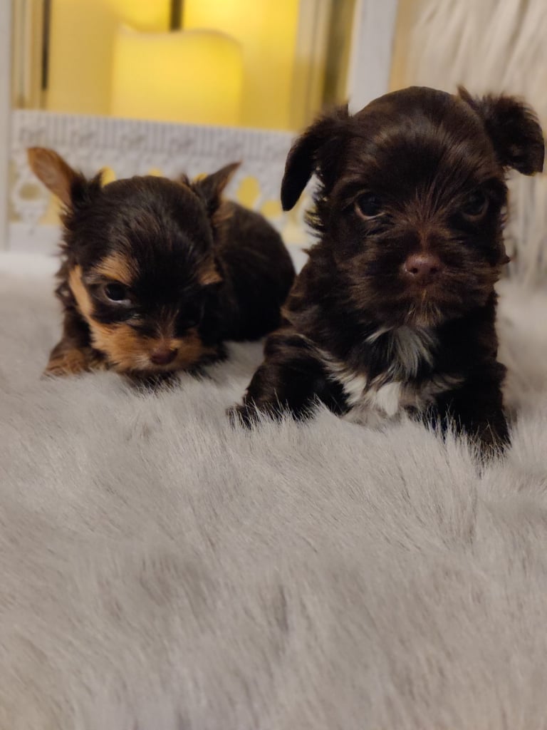 Outstanding RARE Yorkshire terrier 