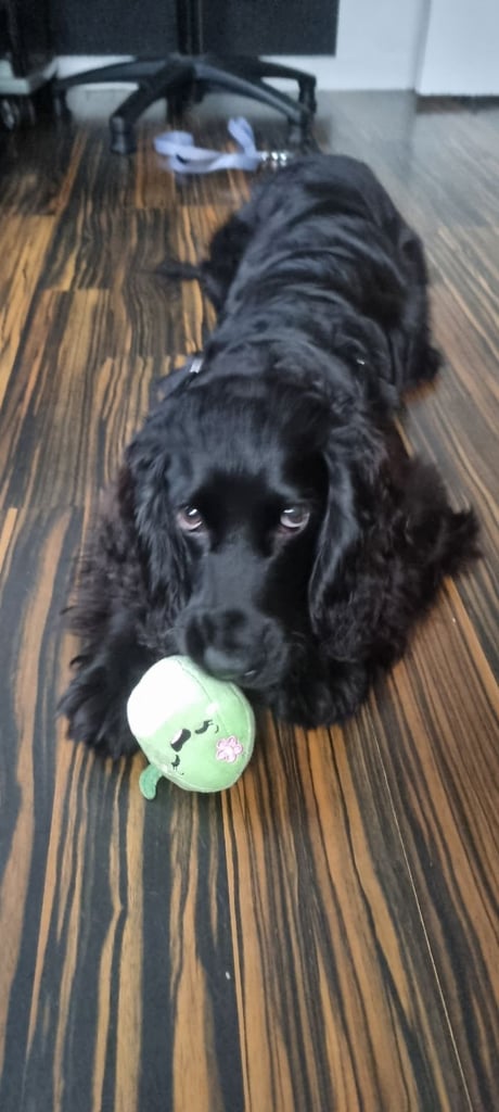 Cocker spaniel puppy 