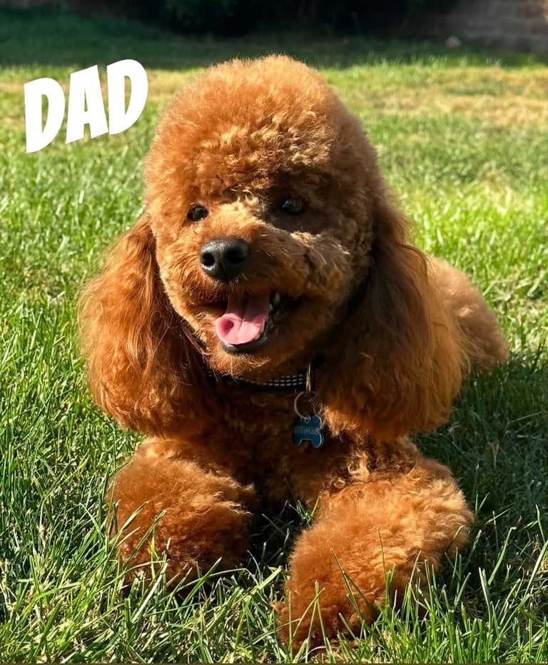 Beautiful f1b cockapoo puppies 