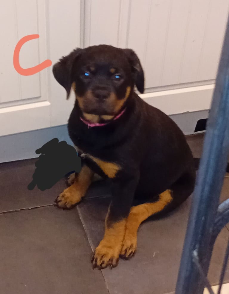 ROTTWEILER PUPS FOR SALE