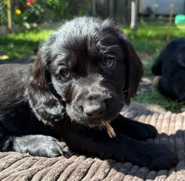  cocker spaniel puppies 