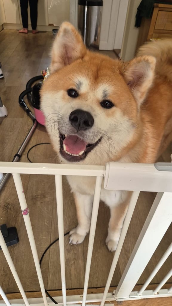 Japanese akita