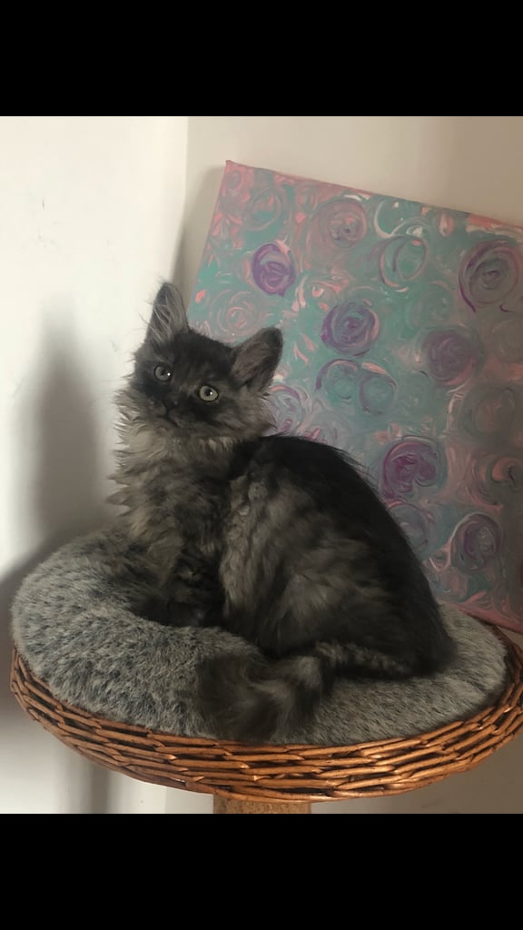 Norweigan Forest Kittens