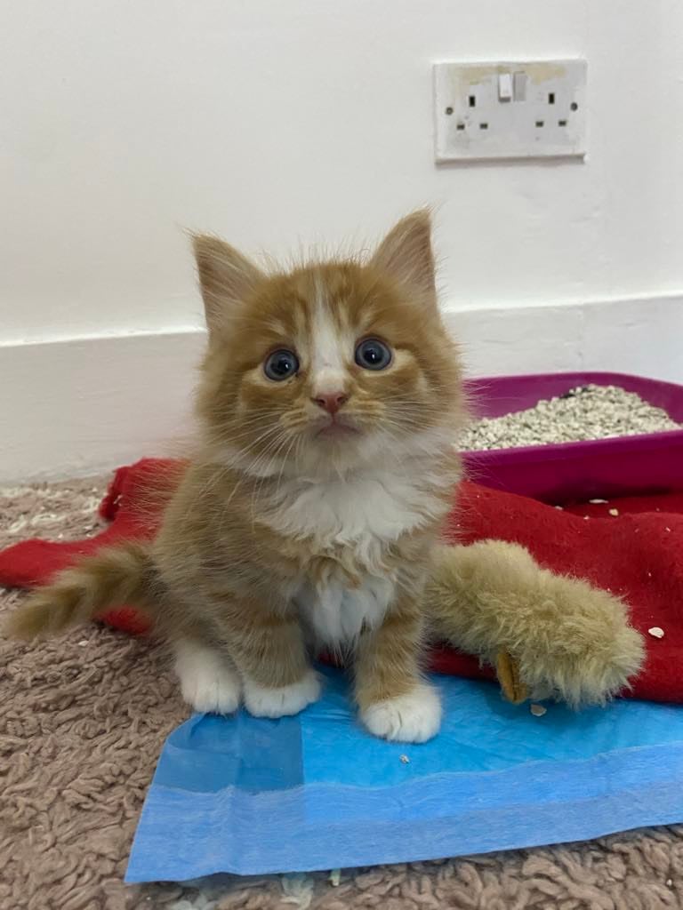 Baby Ginger/ Tabby Kitten for sale 