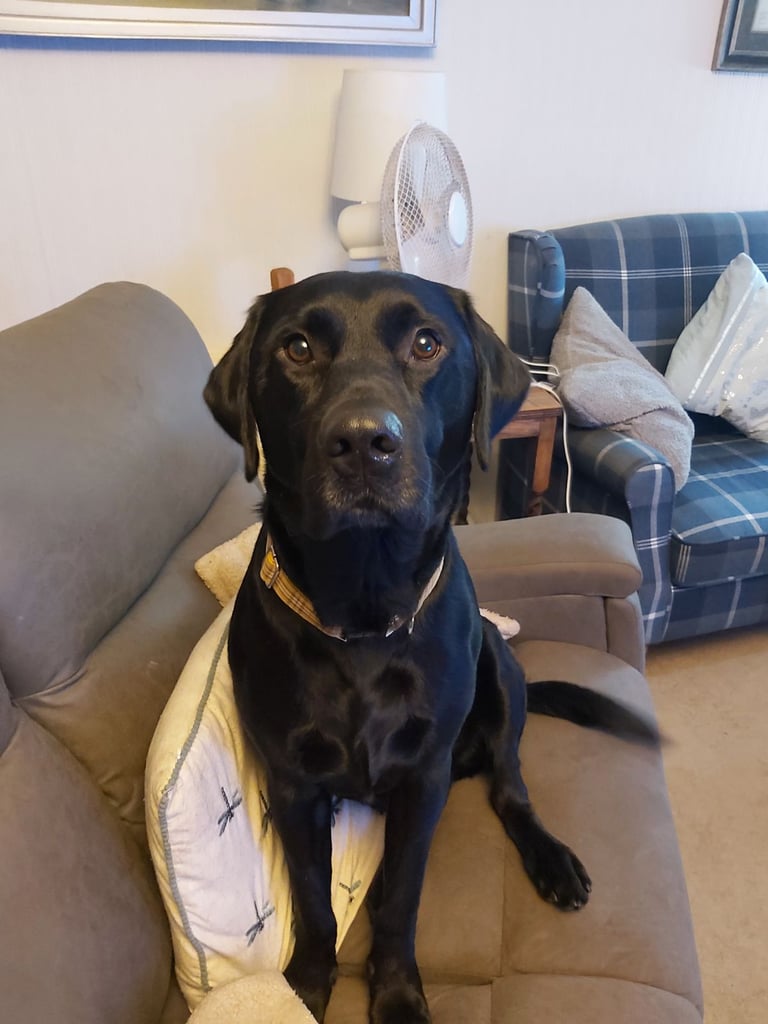 Lab Cross Puppies for Sale