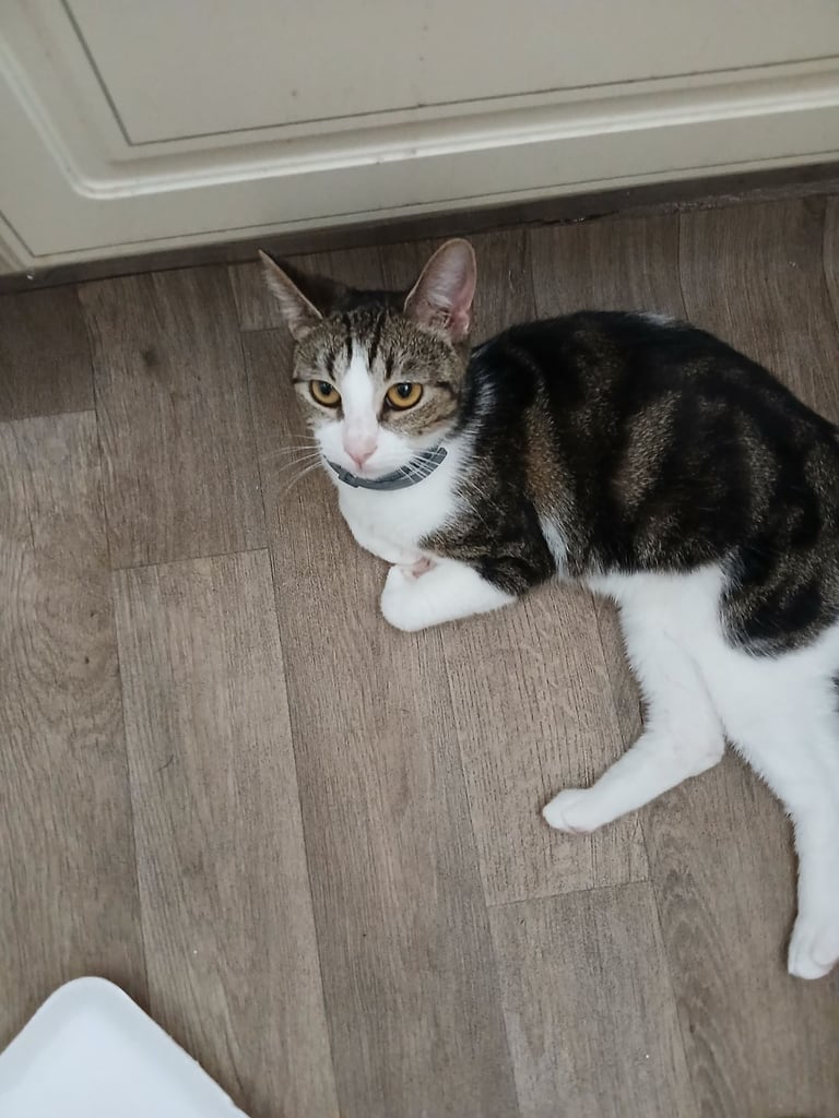 2 female  cats looking for rehoming 