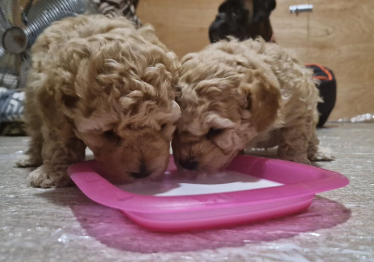 Beautiful Hypoallergenic Poochon Puppies