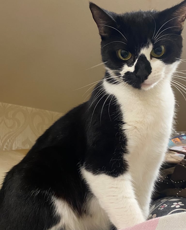 image for black and white female Cat