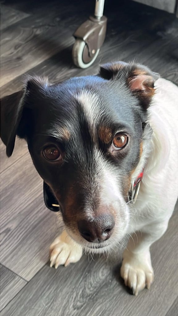 5 year old Jack Russell 