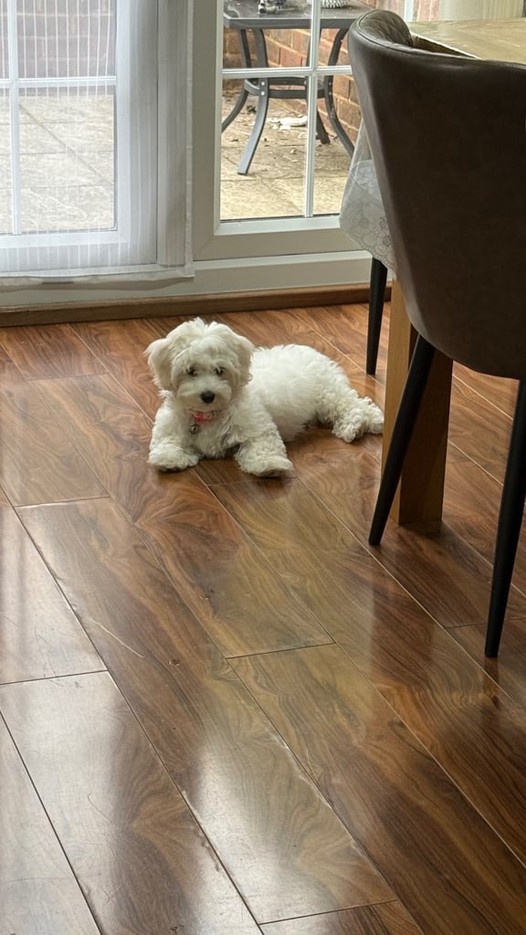 Maltese puppy