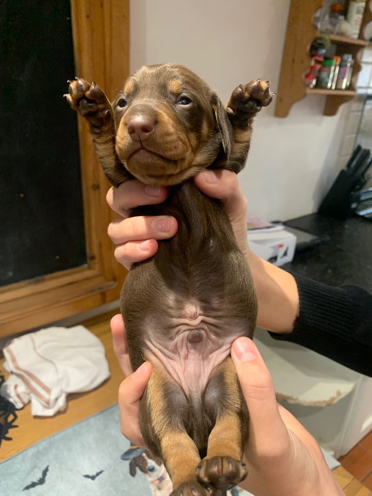 Dachshund boy puppie