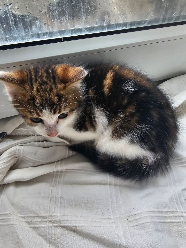 male kitten
