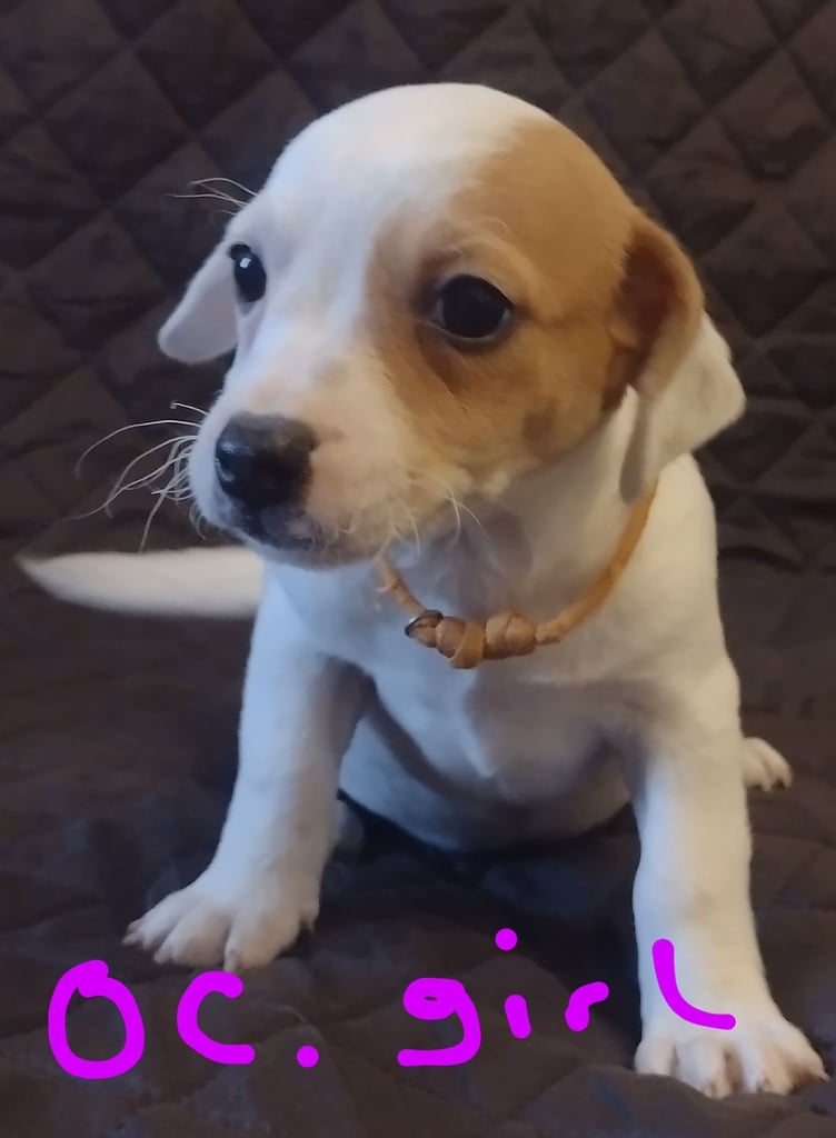 Beautiful jack Russell puppies 