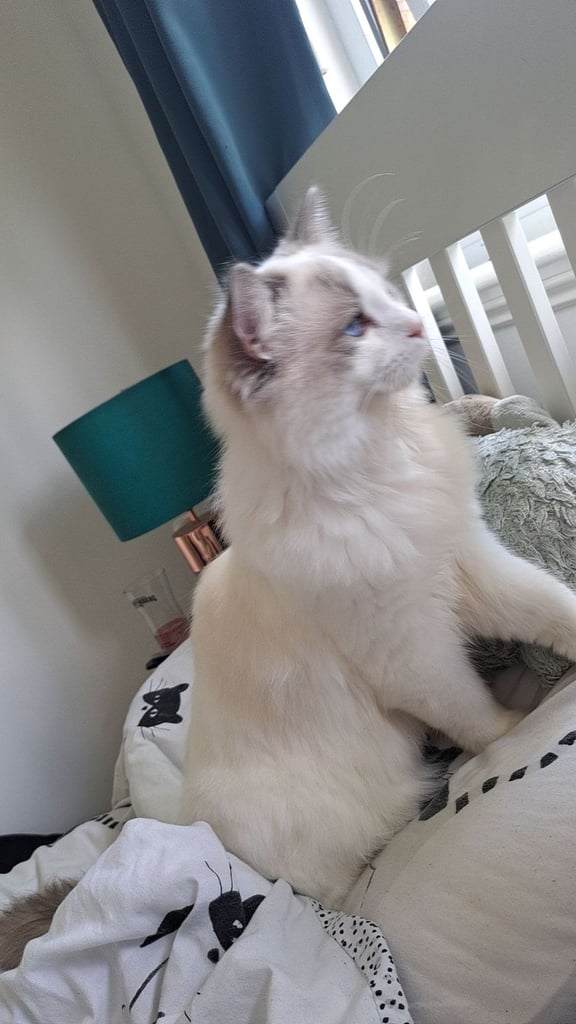 Ragdoll x Calico Kittens