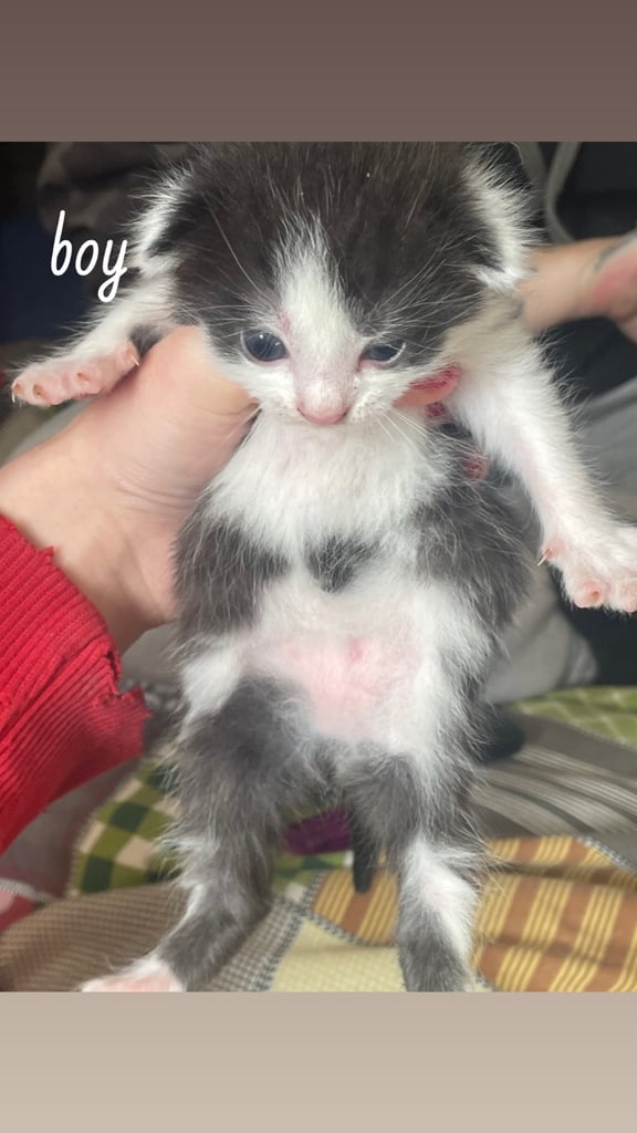 4 Kittens for sale