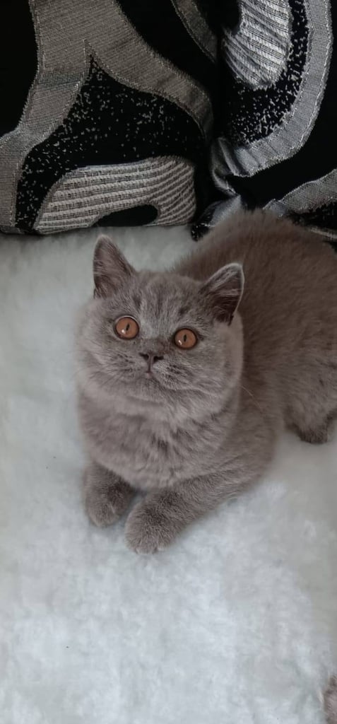 British blue shorthair 