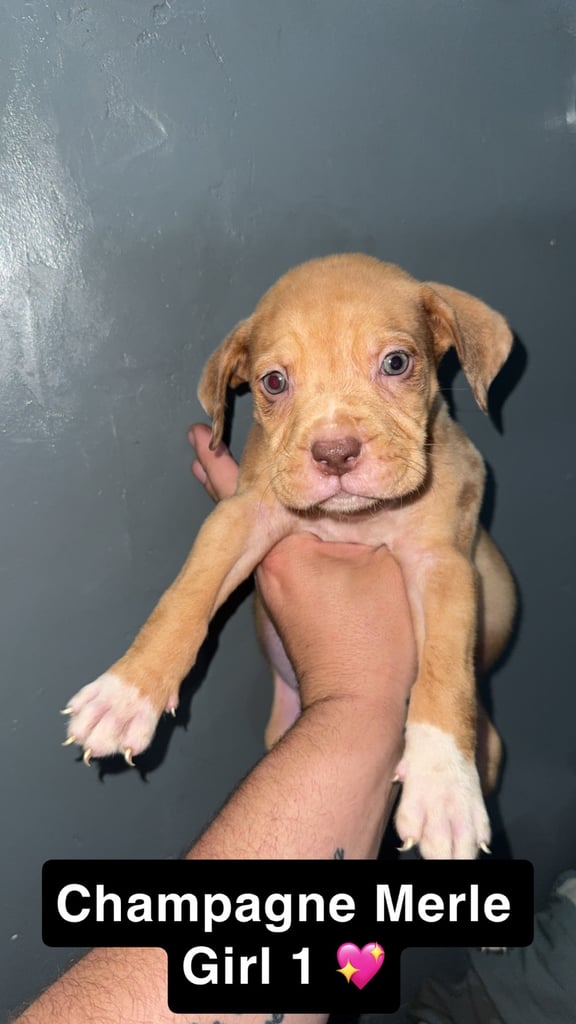 Alphabluebulldog X Mastiff 