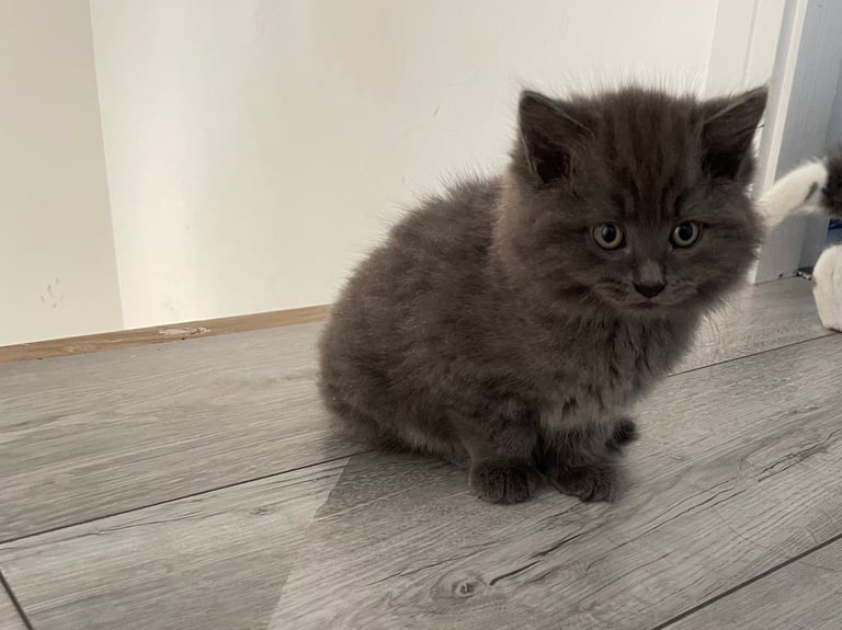 Female Russian long haired kitten 4 months old 