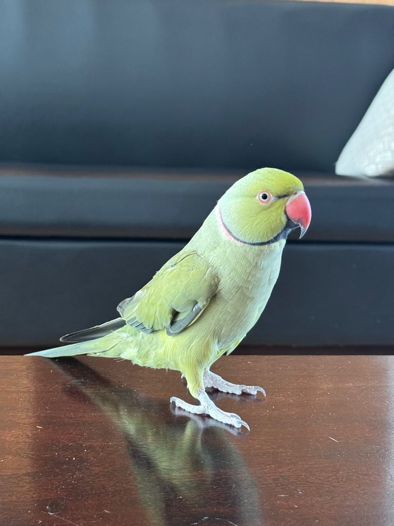 Indian ring neck 