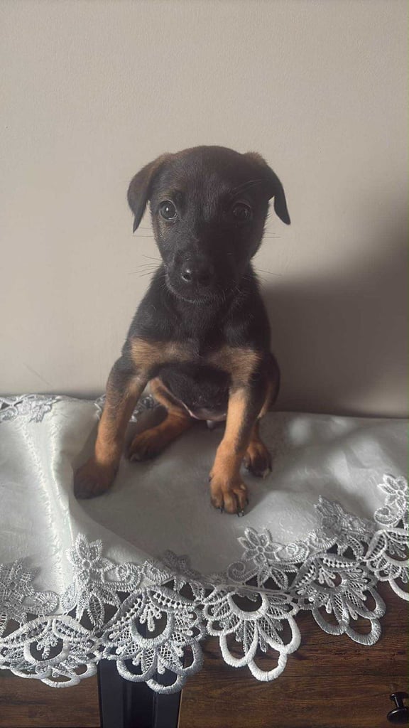 Dobrmen x malinois puppy